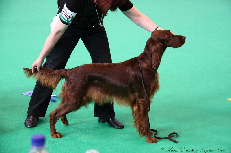 Crufts2011 159.jpg